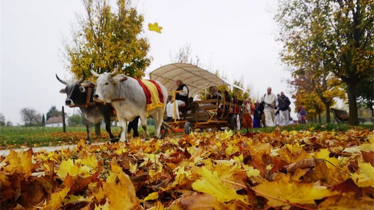 Ox-Cart Rides in Krishna Valley